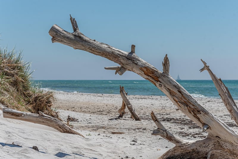 Driftwood Art